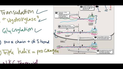 Collagen Synthesis Flowchart