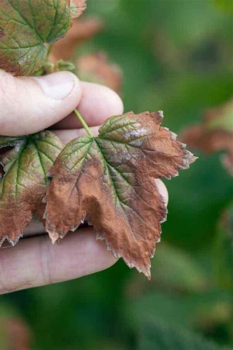 Apricot Tree Diseases: How to Identify, Treat, and Prevent Apricot Tree ...