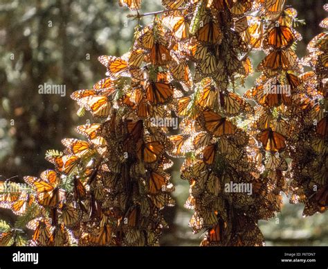 Monarch Butterflies on tree branch, Michoacan, Mexico Stock Photo - Alamy