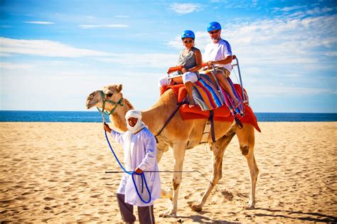 Whyndham Los Cabos: Camel Kisses And Cactus Plants On Cabo Safari