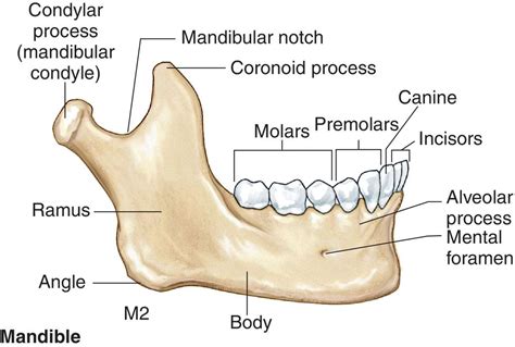 Condylar Process Of Mandible