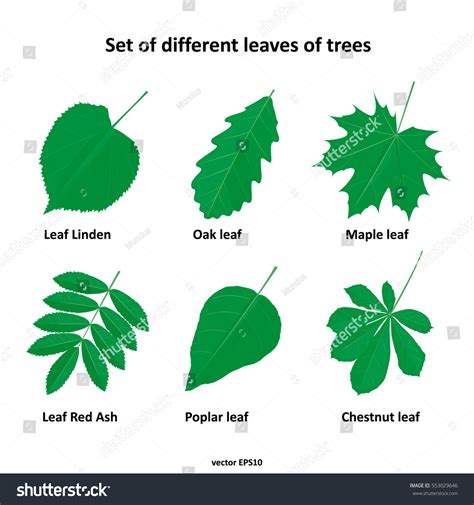 Set Different Leaves Trees 스톡 벡터(로열티 프리) 553029646 | Shutterstock