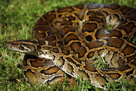 How Can The Burmese Python Be Controlled? - ReptileStartUp.com