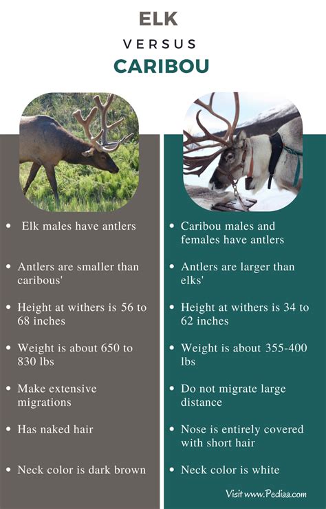 Difference Between Elk and Caribou | Facts, Size, Features, Behaviours