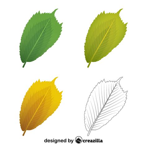 Wych elm leaves vector. Free download. | Creazilla