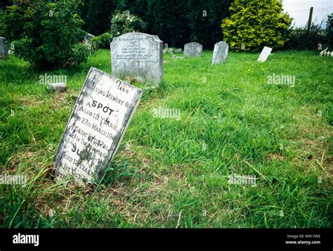 Dog gravestone hi-res stock photography and images - Alamy