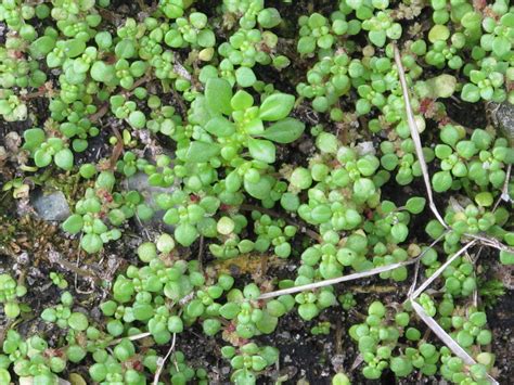 Artillery Plant (Pilea microphylla) | Plant care houseplant, Plants ...