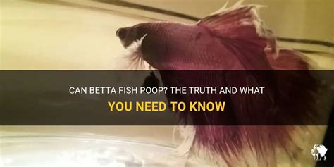 Can Betta Fish Poop? The Truth And What You Need To Know | PetShun