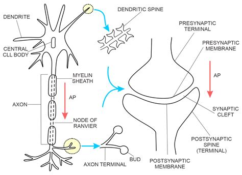 Biomedicines | Free Full-Text | Detecting Early Cognitive Decline in ...