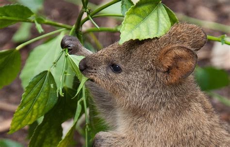 New Courses at Quokka U.! – Lee Duigon