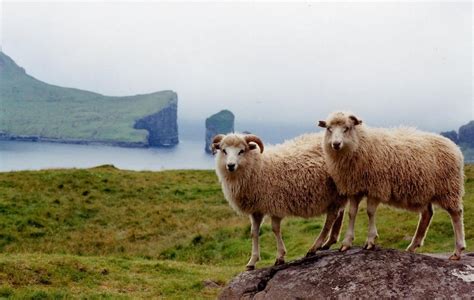 Faroe Islands sheep - 2LUXURY2.COM