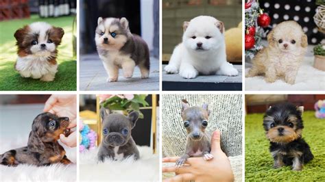 Teacup Puppies Breeds