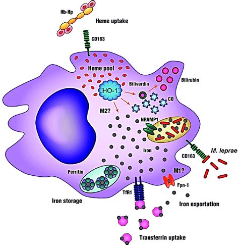 Lepromatous leprosy macrophage iron metabolism. Skin lesion macrophages... | Download Scientific ...
