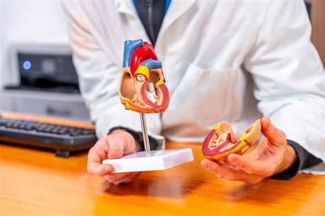 Premium Photo | Cardiologist using a model of a heart to explain procedure