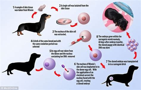 Britain's first cloned dog Minnie Winnie expecting puppies | Daily Mail Online