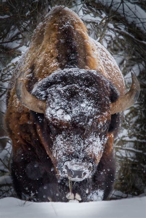 AŋMą'ş Wσŗℓđ ⊱╮ | Buffalo animal, Majestic animals, Animals beautiful