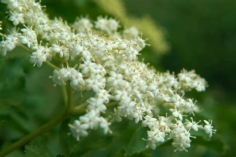 Wellness Wisdom: The Magic of Elderberry – Open Harvest Co-op Grocery