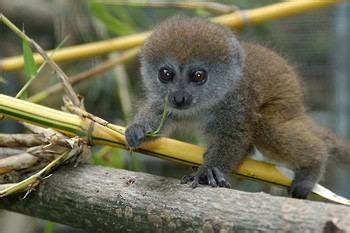 Bamboo lemur - Alchetron, The Free Social Encyclopedia