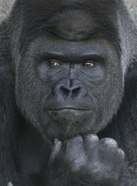 Shabani, the “Most Handsome” gorilla: What makes him tick?