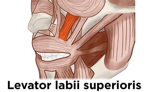 Levator Labii Superioris muscle: exposing your upper teeth - Artomedics ...