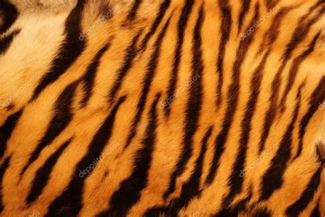 Textured tiger fur — Stock Photo #16282341