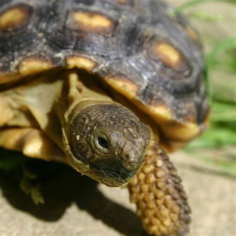 Desert tortoise baby