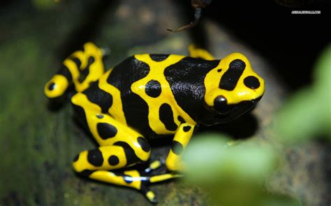 Poison dart frogs take up residence at hotel by Panama Canal - THE ...