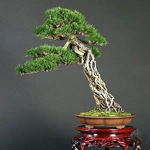 17+ Japanese Black Pine Bonsai Care most complete - Hobby plan