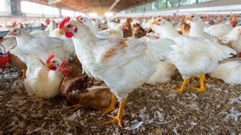 What The $4.5 Billion Sanderson Farms Sale Means For The Poultry Industry