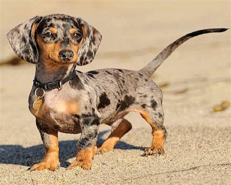 23+ Mini Dachshund Silver Dapple Photo - Bleumoonproductions