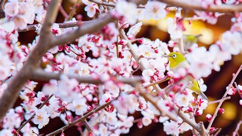 Ume in Tokyo: The Japanese Plum Blossom | byFood