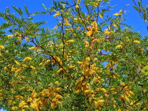 Treating A Sick Mesquite Tree: How To Deal With Mesquite Tree Illness