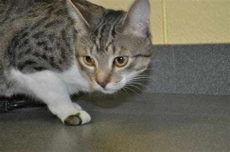 Adopt Kitty on Petfinder | Tabby cat, Egyptian mau, Kitty