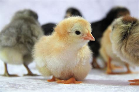 Cute Baby Chicks Free Stock Photo - Public Domain Pictures