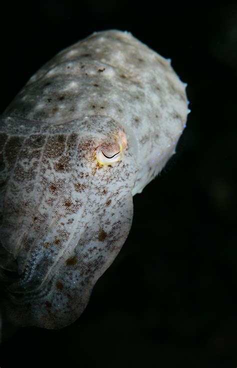 Daniel Botelho – Cephalopods