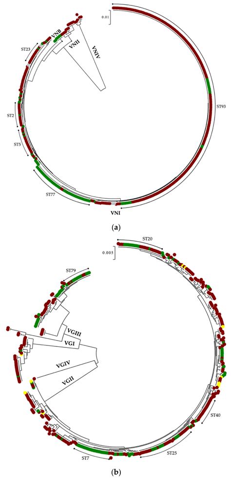 JoF | Free Full-Text | Cryptococcus neoformans and Cryptococcus gattii ...