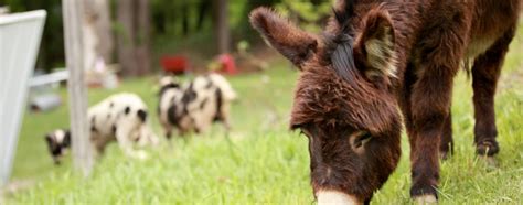 Guard Donkey - Jacobs Heritage Farm