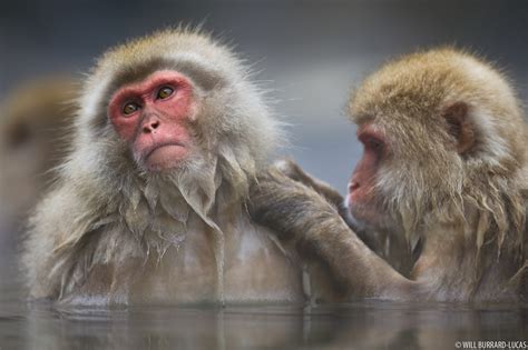 Grooming Macaques | Will Burrard-Lucas