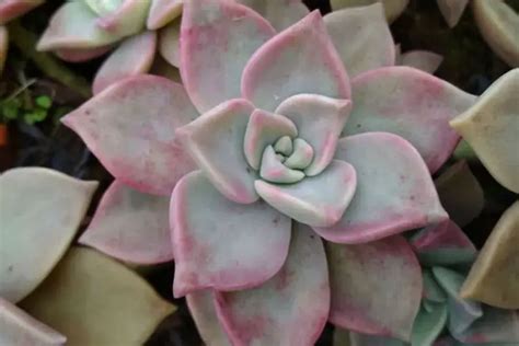 12 Stunning Types of Purple Succulents - Kavland