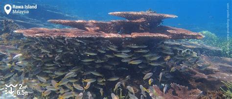 Snorkeling Rawa Island, Perhentian Islands | Snorkeling in Malaysia