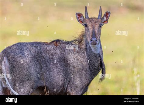 A Neel Gai looking into camera Stock Photo - Alamy