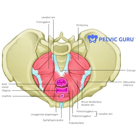 Labelled Diagram Of The Pelvis