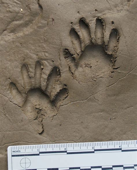 Raccoon (Animal Tracks and Signs by Beartracker Wildlife Tracking) · iNaturalist