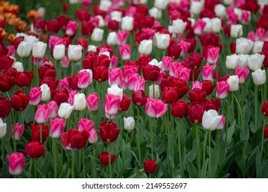 Colorful Tulips Keukenhof Gardens Stock Photo 2149552697 | Shutterstock