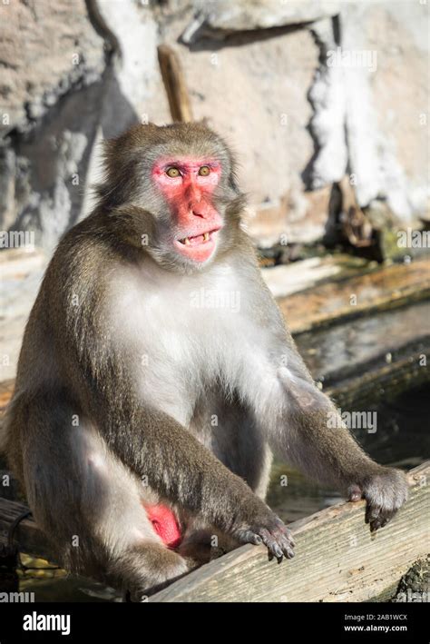 Monkey red face hi-res stock photography and images - Alamy