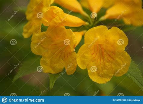 Carolina Jasmine stock photo. Image of sempervirens - 188552578