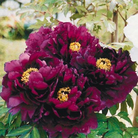 Beautiful Tree Peony Varieties to Enhance Your Garden