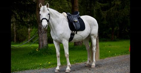 How Should An English Saddle Fit A Horse - Gegu Pet