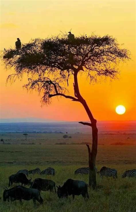 Atardecer en la Sabana Africana | African sunset, Beautiful nature ...