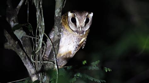 Eleven Awesome Owls from Around The World